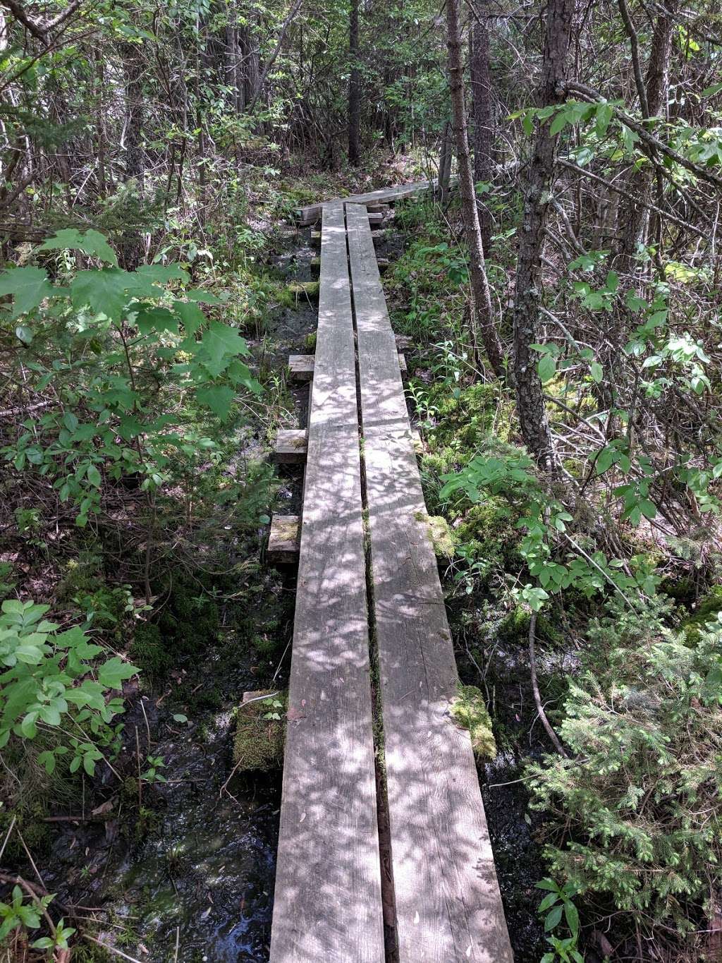 Ponemah Bog | Ponemah Bog Trail, Amherst, NH 03031, USA