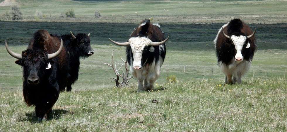 Bijou Basin Ranch | 16971 Co Rd 102, Elbert, CO 80106, USA | Phone: (303) 601-7544