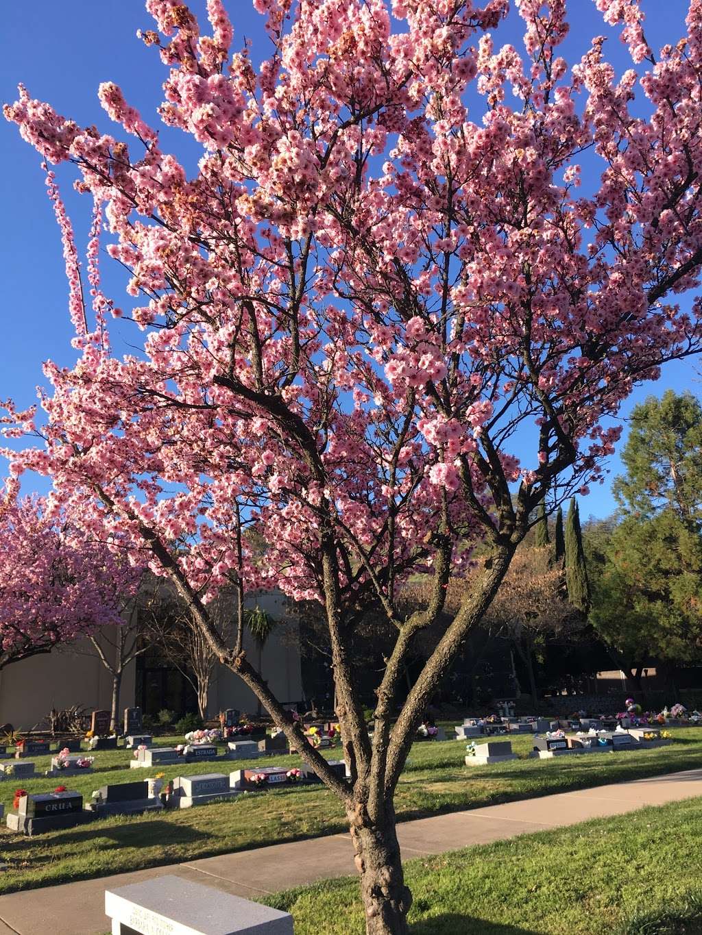 CFCS Queen of Heaven Cemetery | 1965 Reliez Valley Rd, Lafayette, CA 94549, USA | Phone: (925) 932-0900