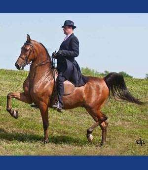 Clanton Performance Horses | 21622 Harper Rd, Peculiar, MO 64078, USA | Phone: (817) 296-3442