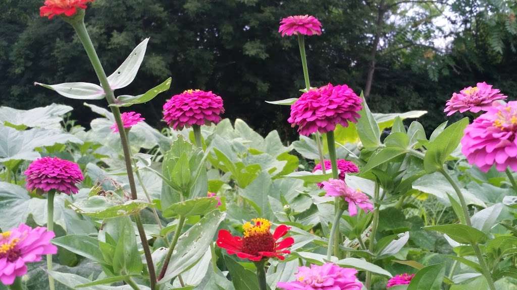 Ron Ory Community Garden Plots | 811 S West St, Naperville, IL 60540, USA | Phone: (630) 848-5000