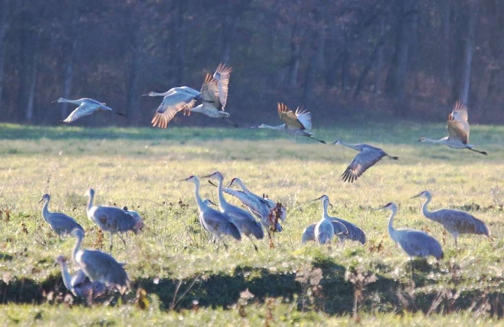 Sandhill Crane Observation Area | 5353 County Rd 1650 W, Medaryville, IN 47957, USA | Phone: (219) 843-4841