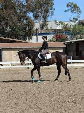 Equiis Elite Performance Horses | 26282 Oso Rd, San Juan Capistrano, CA 92675, USA | Phone: (949) 413-4825