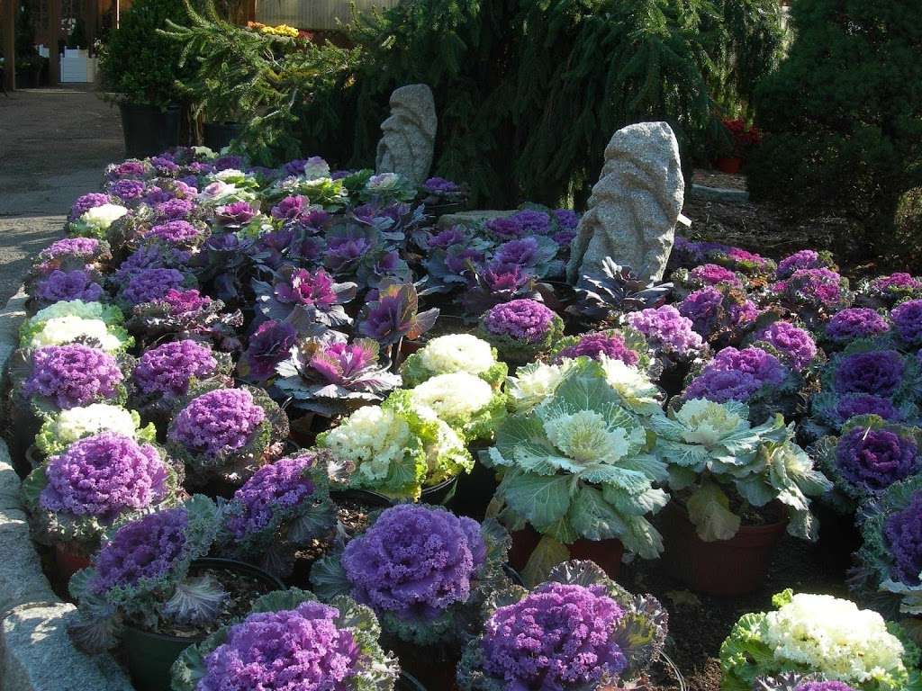 Reynolds Farms Nursery and Country Garden Center | 23 Richards Ave, Norwalk, CT 06854, USA | Phone: (203) 866-5757