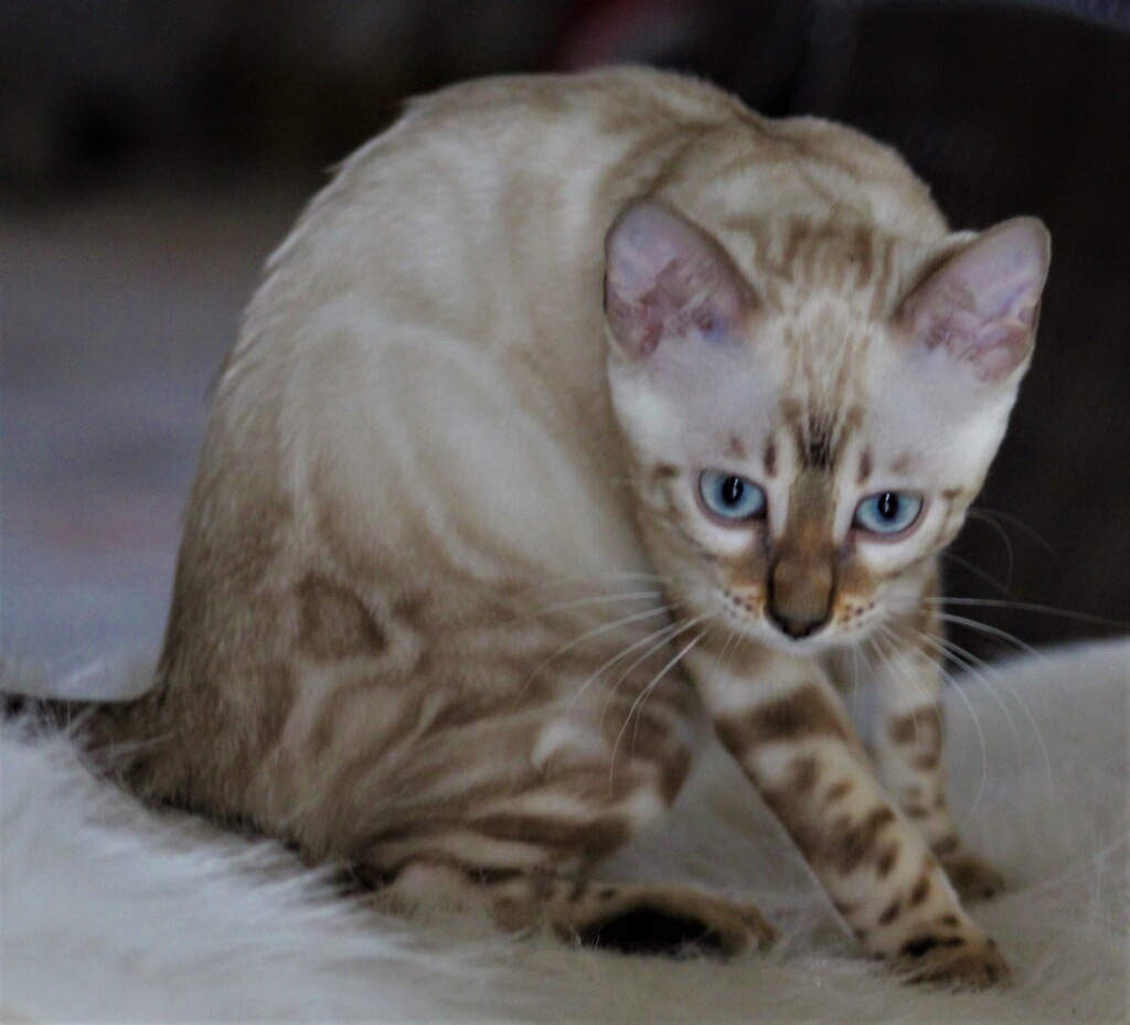 LaVieAnge Bengal Cats and Kittens Cattery | 7010 Avenue U, Brooklyn, NY 11234 | Phone: (718) 808-3690