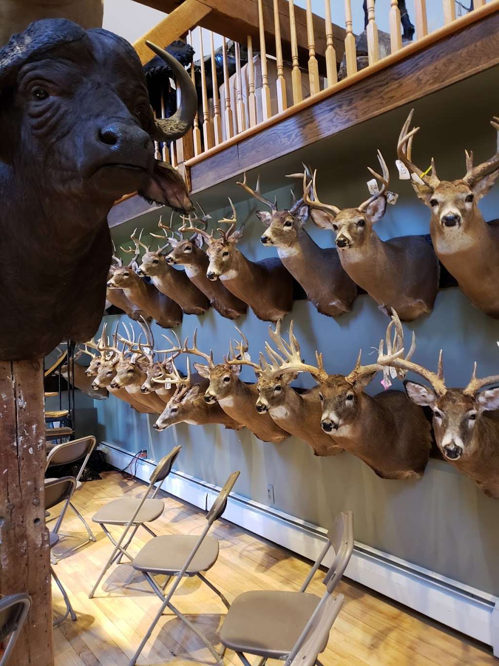 True-Life Taxidermy | 562 New Vernon Rd, Middletown, NY 10940, USA | Phone: (845) 733-1313