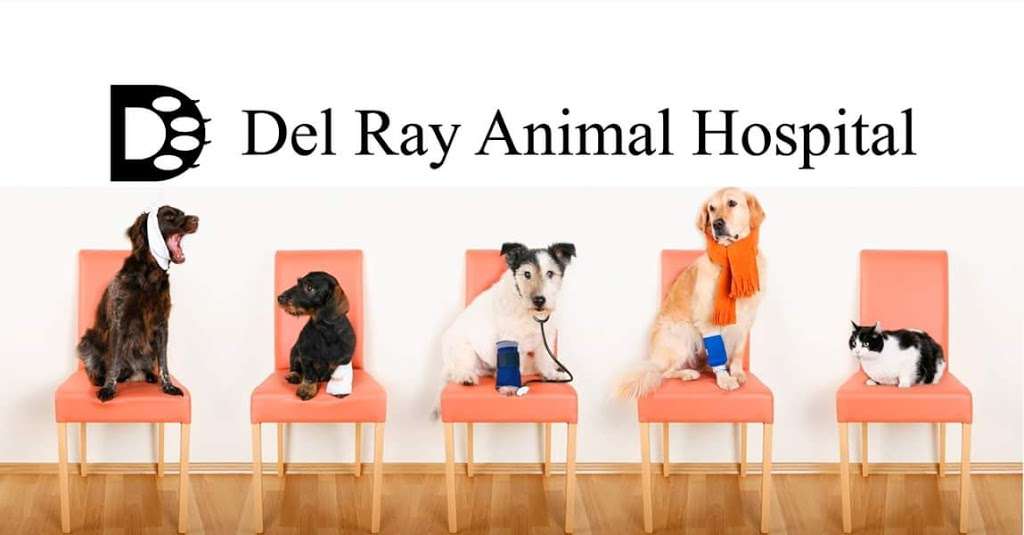 Del Ray Animal Hospital | 1147, 524 E Mt Ida Ave, Alexandria, VA 22301, USA | Phone: (703) 739-0000