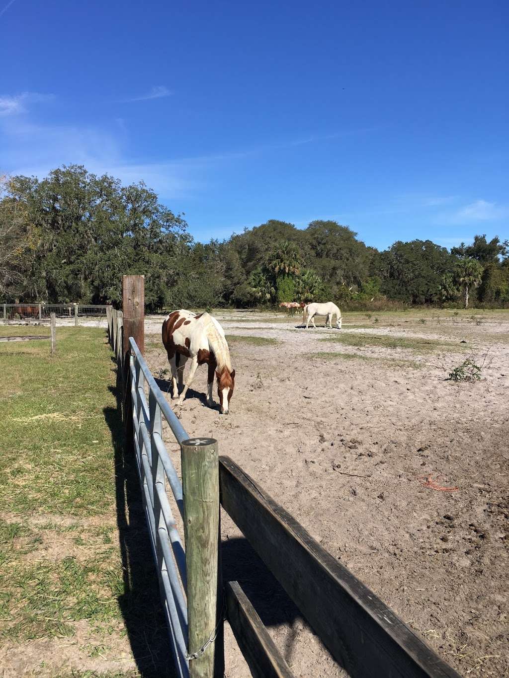 Rock Springs Run Trail Rides | Sorrento, FL 32776, USA | Phone: (352) 266-9326