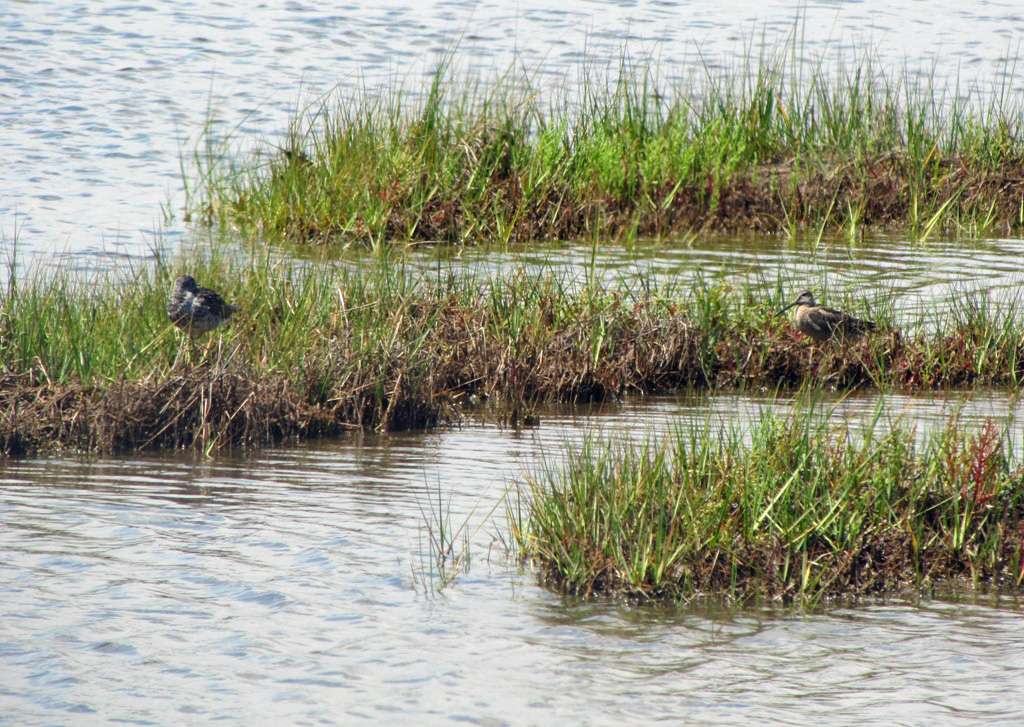 Parker River National Wildlife Refuge | Refuge Rd, Newbury, MA 01951, USA | Phone: (978) 465-5753