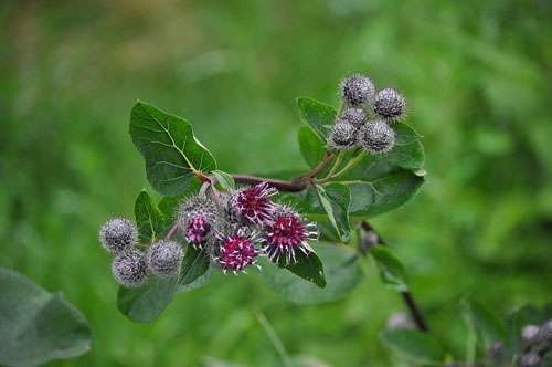 East West School of Planetary Herbology | PO Box 275, Ben Lomond, CA 95005, USA | Phone: (831) 336-5010