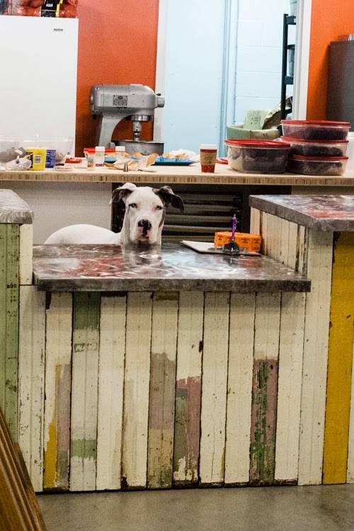 Olivers Collar Dog Treat Bakery & Boutique | 202 W North Carolina 54 Space 0016, Durham, NC 27713, USA | Phone: (919) 401-4888