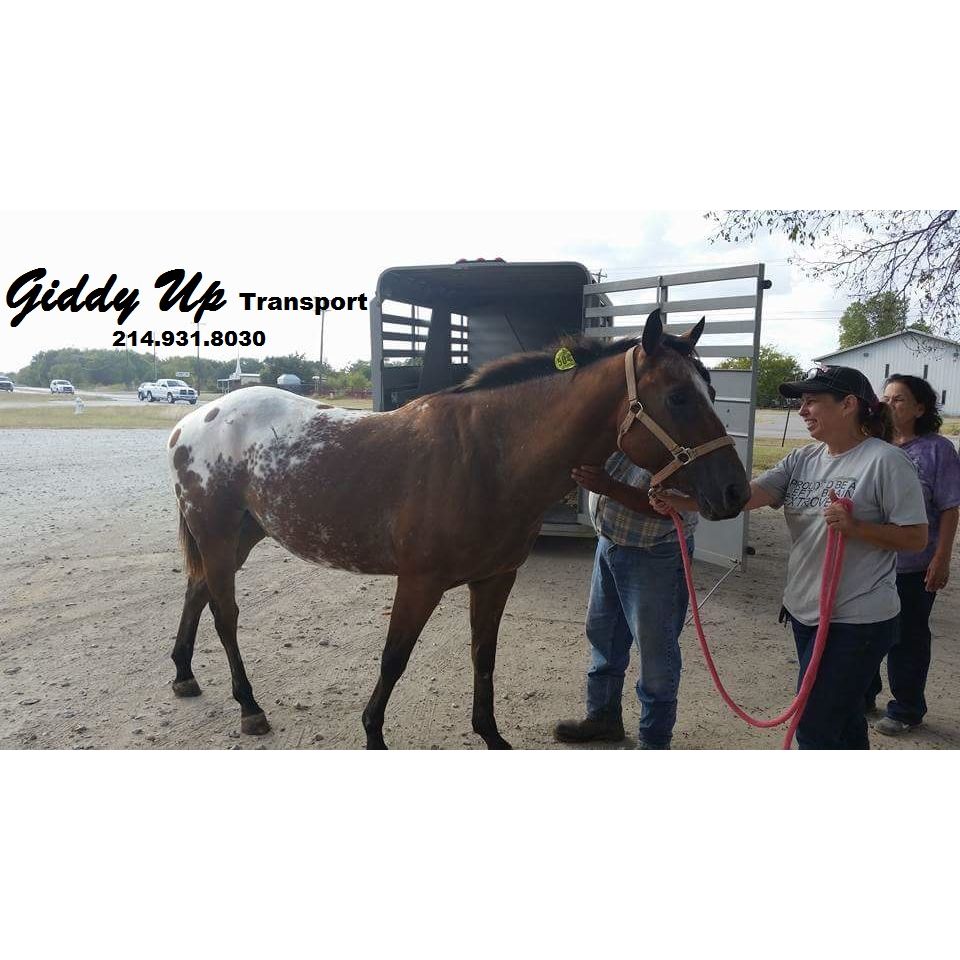 Giddy Up Transport | 5790 Lumley Rd, Mesquite, TX 75181, USA | Phone: (214) 931-8030