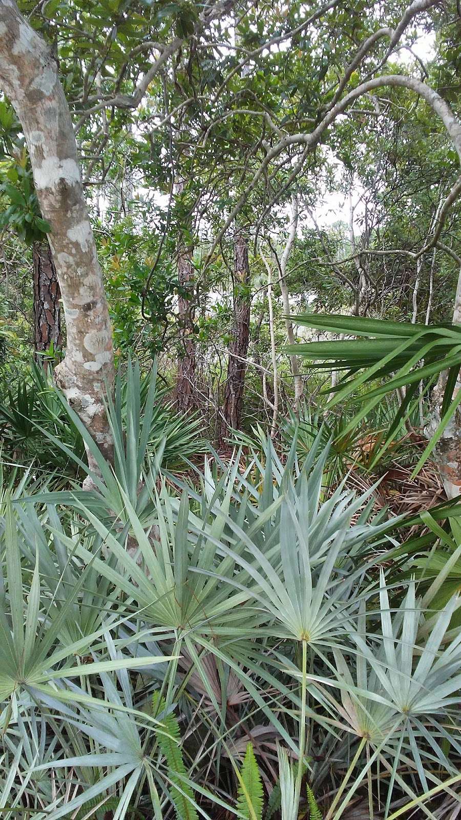 The Arbors | Forest Glade Trail, Hobe Sound, FL 33455, USA