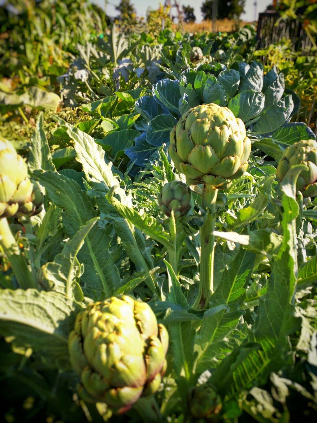 Rose Roots Community Garden | 12920 W 84th Ave, Arvada, CO 80005, USA