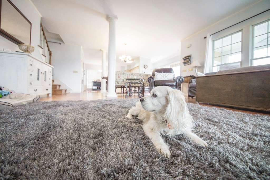 All Pets Veterinary Hospital | 915 S Talbot St, St Michaels, MD 21663, USA | Phone: (410) 745-5275