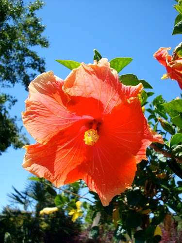 Calaveras Nursery, Inc. | 1000 Calaveras Rd, Sunol, CA 94586, USA | Phone: (925) 862-2286