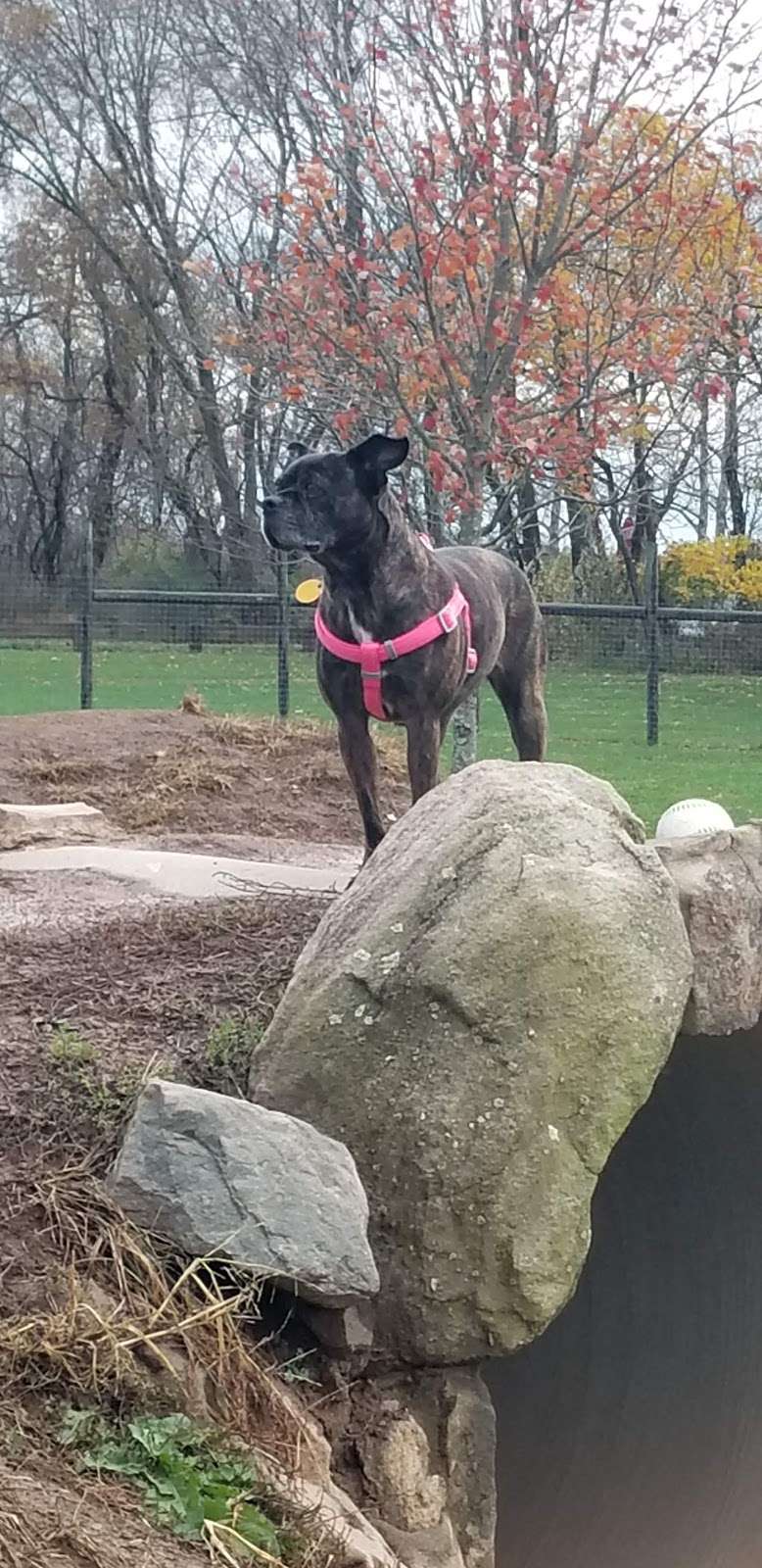 Rosedale Dog Park | Lawrence Hopewell Trail, Pennington, NJ 08534