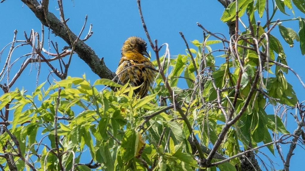 UW-Madison Lakeshore Nature Preserve | 2000 University Bay Dr, Madison, WI 53705, USA | Phone: (608) 265-9275