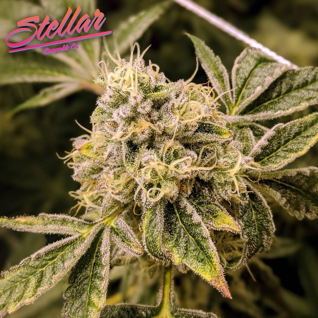 Stellar Cannabis CO | 1395 South Sheridan Boulevard Units F, G, H, I, Lakewood, CO 80232, USA | Phone: (720) 531-5039