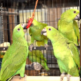 Royal Bird Company Avicultural Breeding Research Center | 2804 NC-150, Lincolnton, NC 28092 | Phone: (704) 735-8601