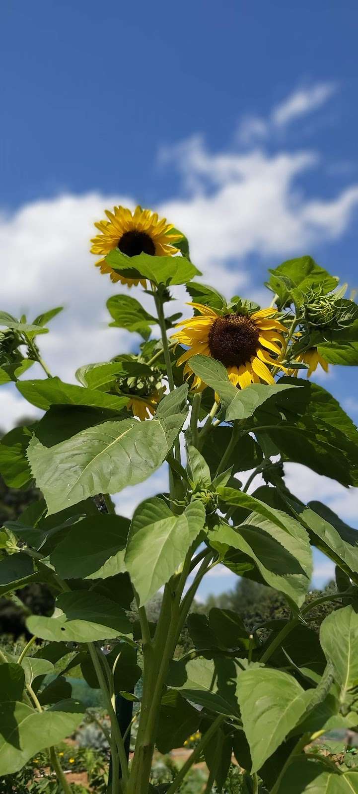 Greeley park Victory Garden | 21 Bates Dr, Nashua, NH 03064, USA | Phone: (603) 589-3370