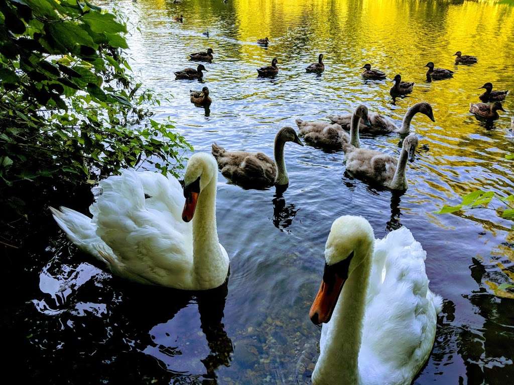 Digswell Lake Nature Reserve | Digswell Park Rd, Welwyn, Welwyn Garden City AL8 7NW, UK | Phone: 0845 003 5253