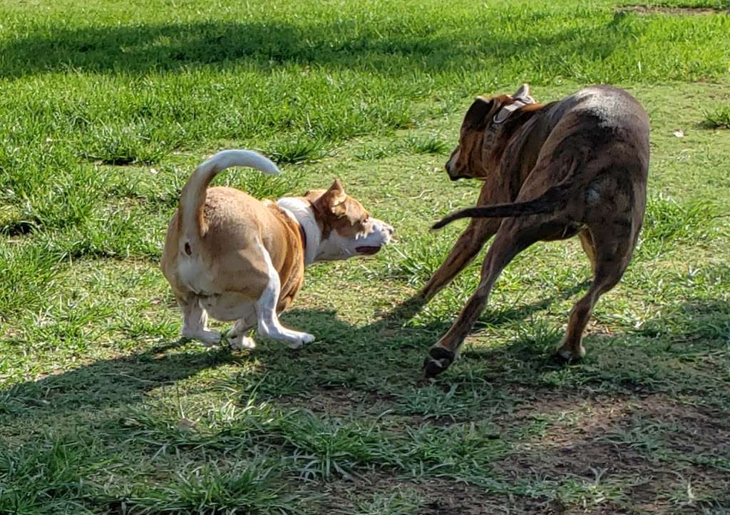 Grover Basin Dog Park | 17447 N 20th St, Phoenix, AZ 85022 | Phone: (602) 262-6696