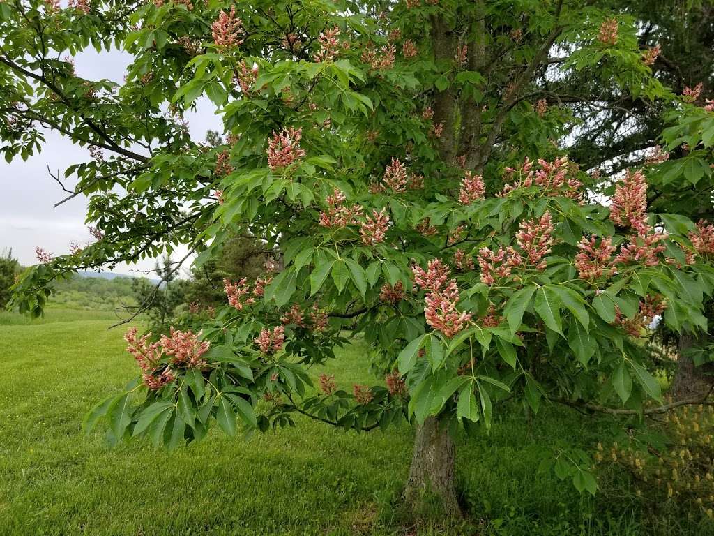 Blandy Garden for the Community | Blandy Farm Ln, Boyce, VA 22620, USA