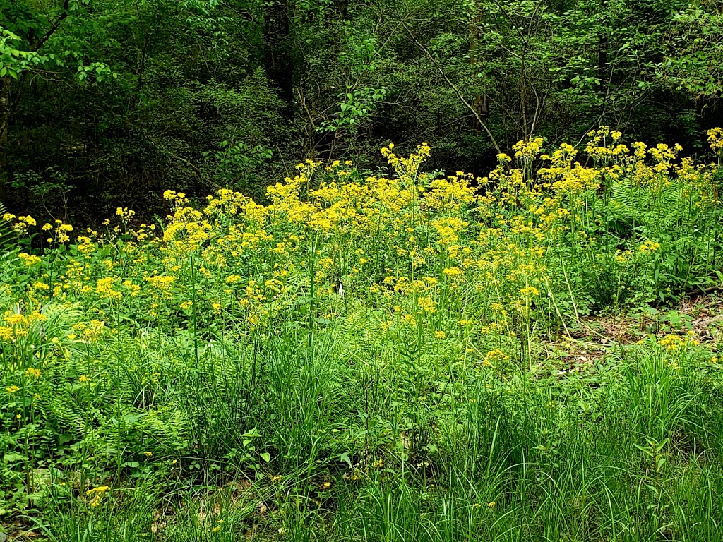 Georgia State University Perimeter College Native Plant Botanical Gardens | 3251 Panthersville Rd, Decatur, GA 30034, USA | Phone: (678) 891-2668