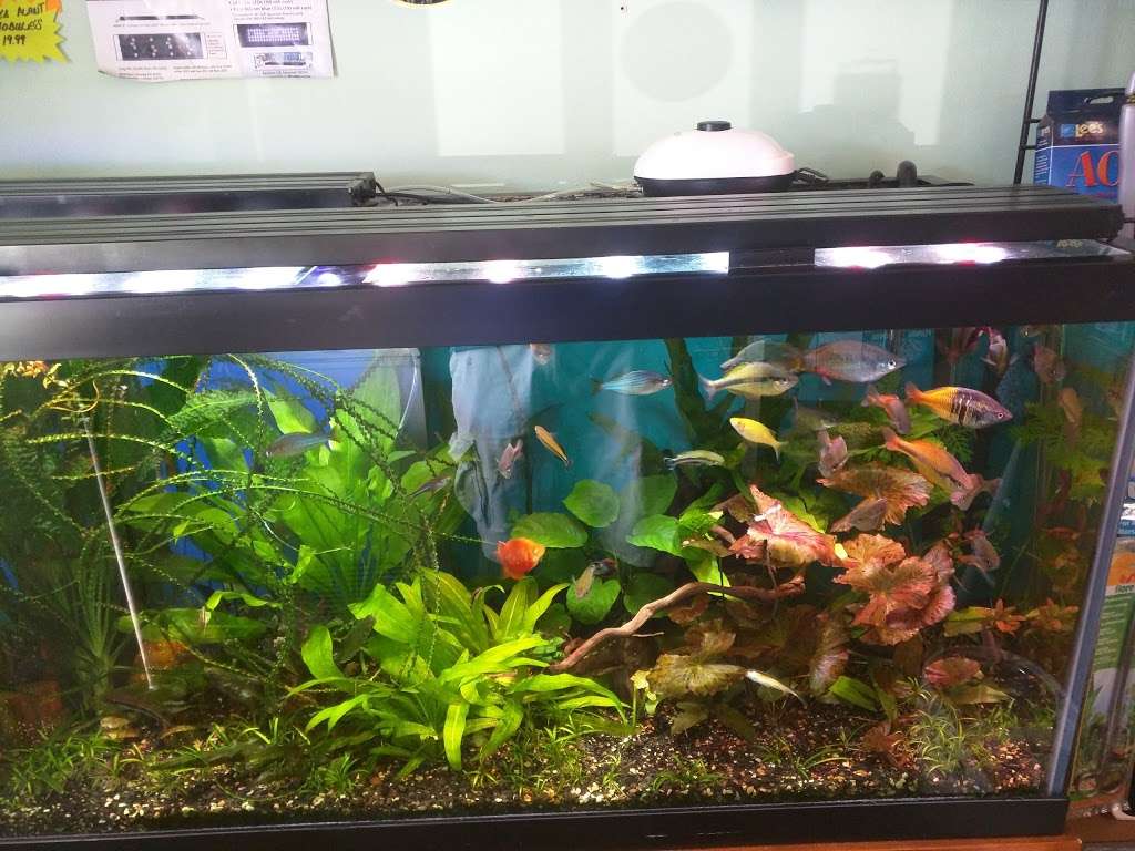 Fish Heads Aquatics Inc | 1758 SE 58th Ave, Ocala, FL 34480, USA | Phone: (352) 694-7855