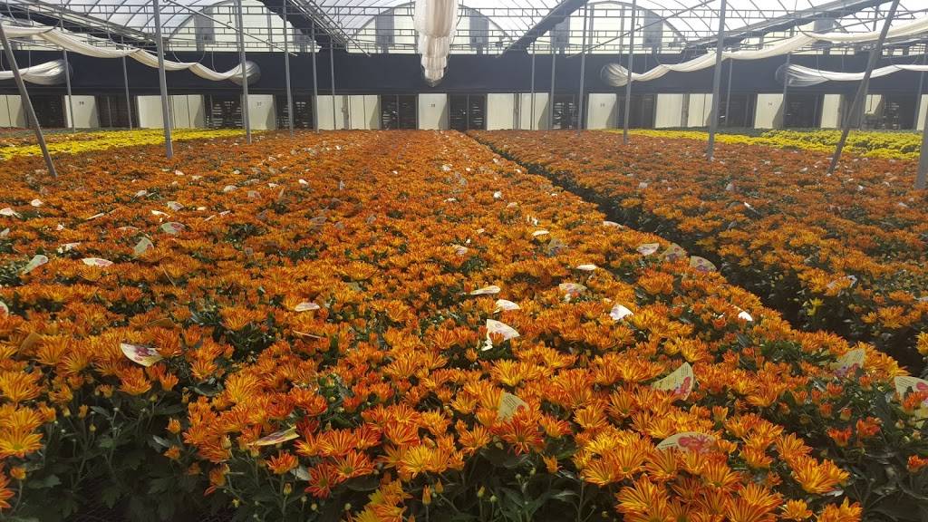 Whites Nursery & Greenhouses | 3133 Old Mill Rd, Chesapeake, VA 23323, USA | Phone: (757) 487-1300