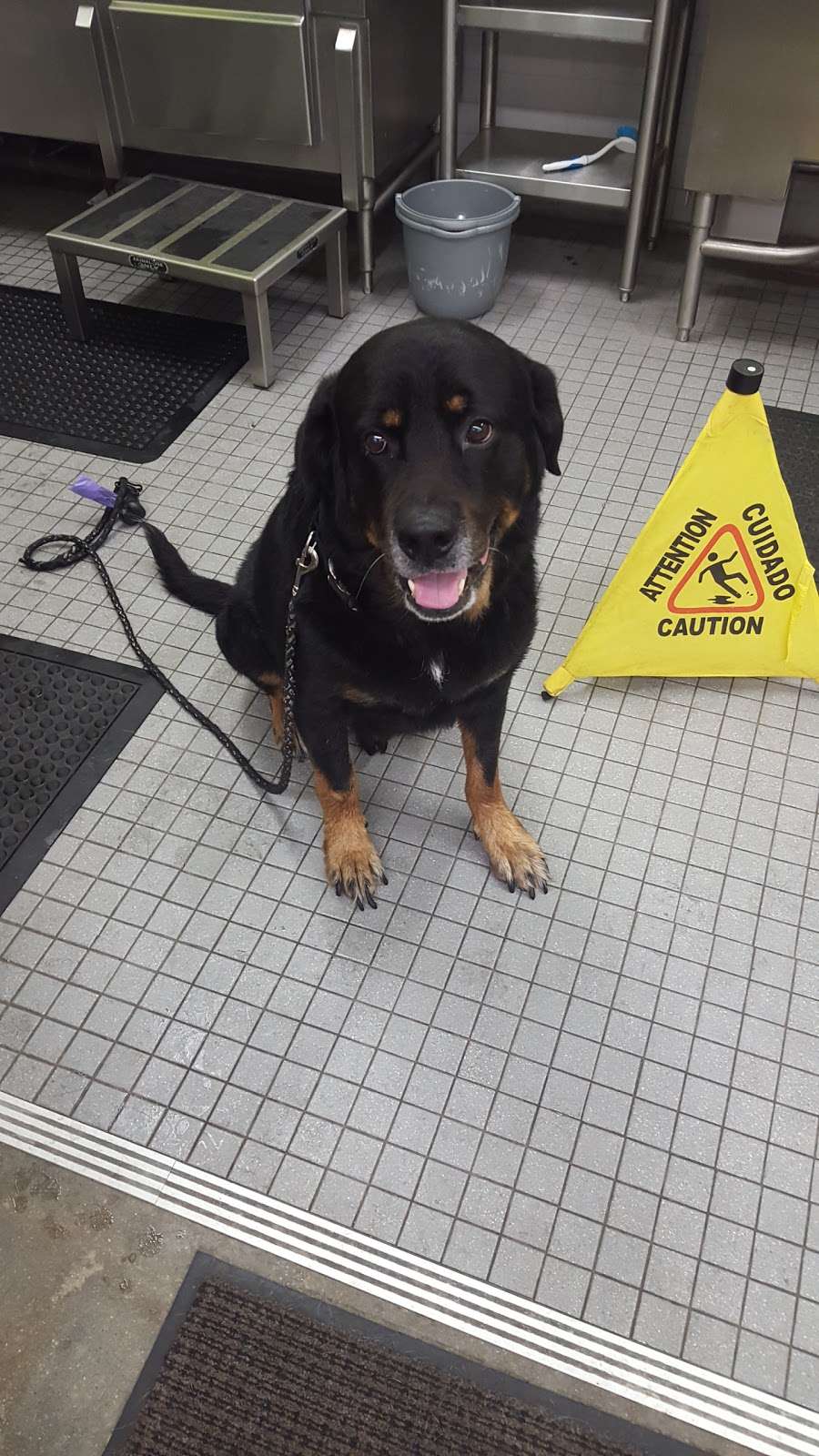 Petco Grooming | 20 Deer Shore Square A, North Babylon, NY 11703, USA | Phone: (631) 667-2802