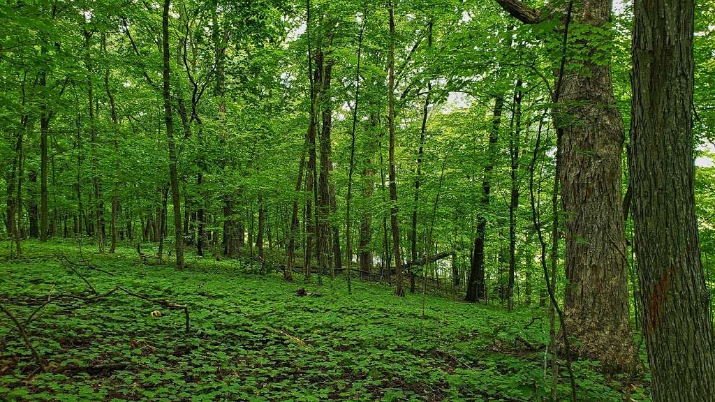 Texas Island Woods State Natural Area | Froelich Rd, Helenville, WI 53137, USA | Phone: (888) 936-7463