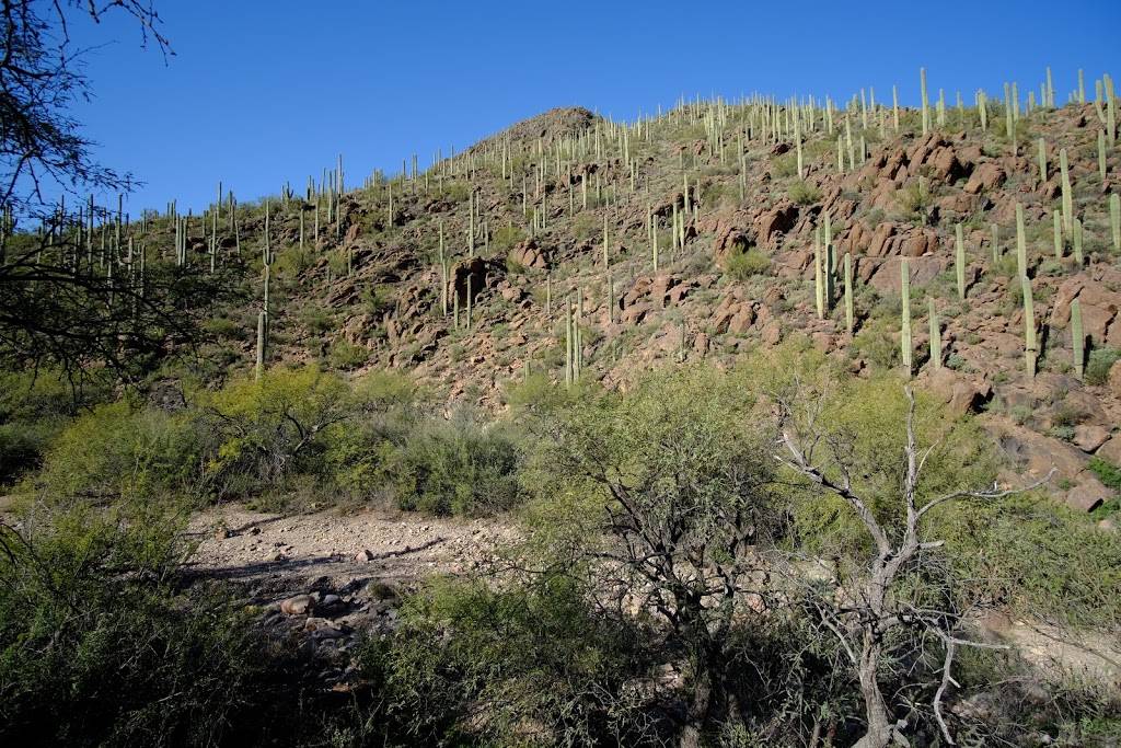 Camino de Oeste Trailhead | 415 N Camino De Oeste, Tucson, AZ 85745, USA | Phone: (520) 877-6000