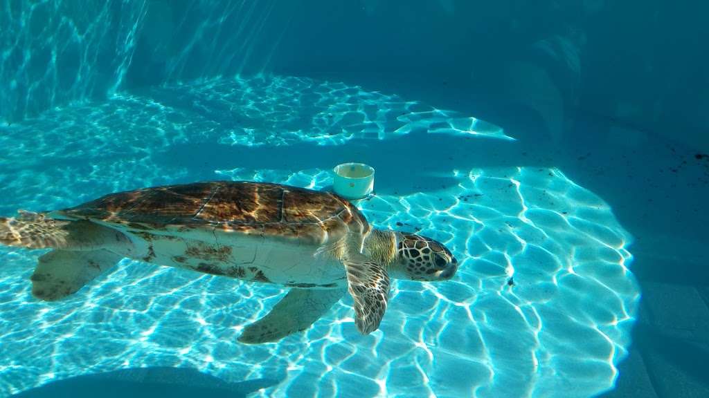 Loggerhead Marinelife Center | 14200 U.S. Hwy 1, Juno Beach, FL 33408, USA | Phone: (561) 627-8280