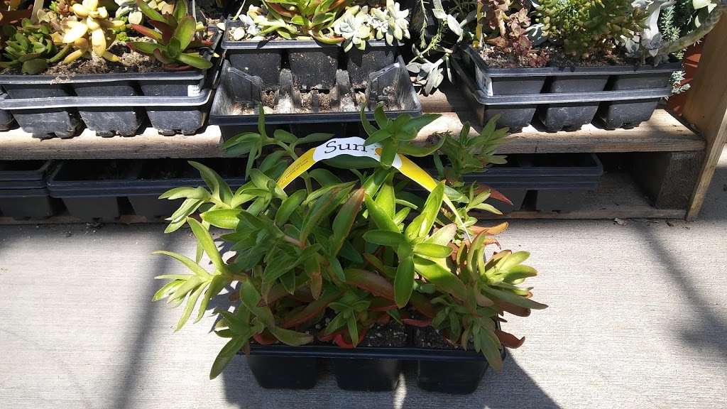 Garden Center at The Home Depot | 38215 47th St E, Palmdale, CA 93552, USA | Phone: (661) 285-3252