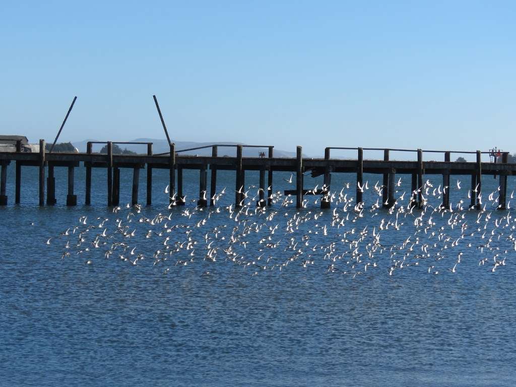 Bodega Marine Reserve | 2099 Westside Road, Bodega Bay, CA 94923, USA | Phone: (707) 875-2021