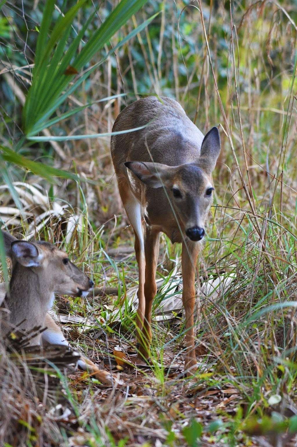 Loxahatchee River Battlefield Park | 9060 W Indiantown Rd, Jupiter, FL 33478, USA | Phone: (561) 741-1359