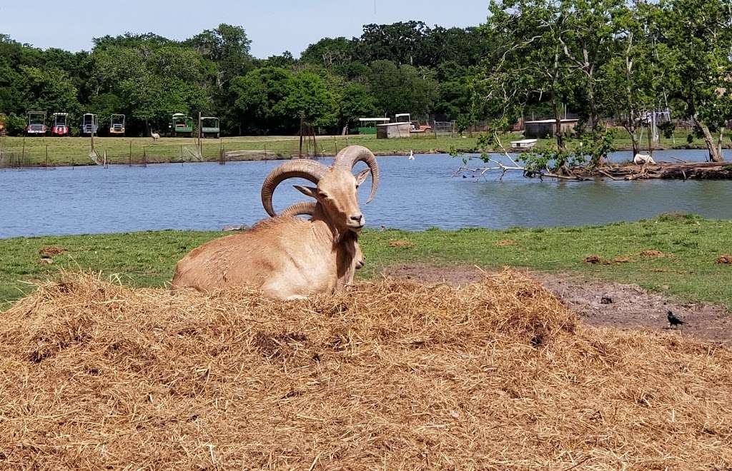 Bayou Wildlife Zoo | 5050 FM517, Dickinson, TX 77539, USA | Phone: (281) 337-6376