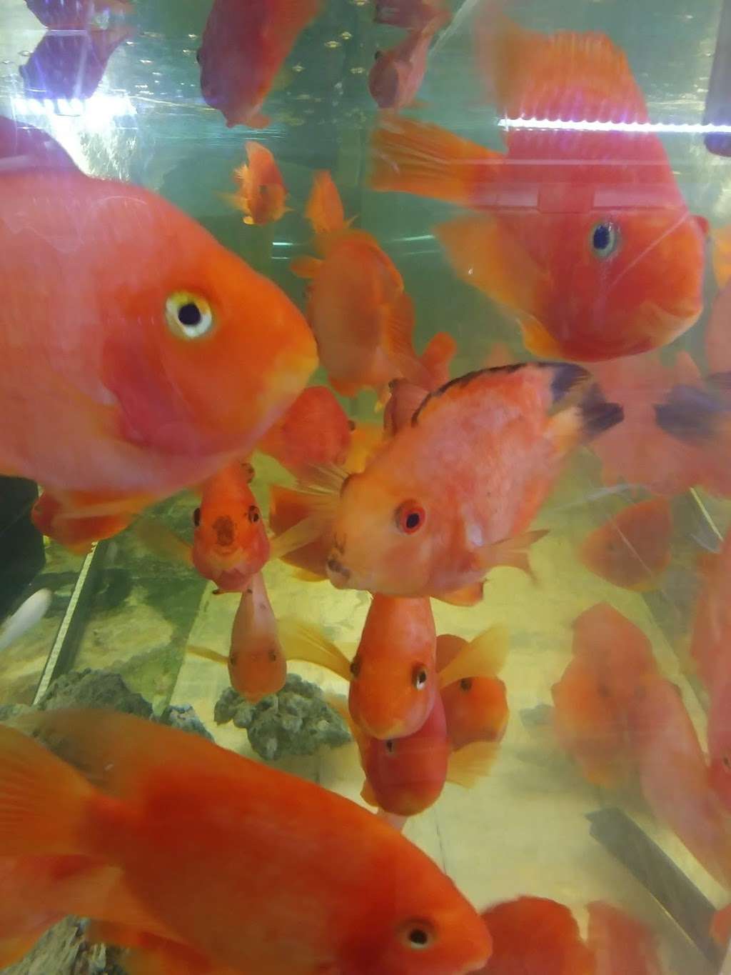 King Koi & Discus | 9971 W Camelback Rd, Phoenix, AZ 85037, USA | Phone: (623) 419-2097