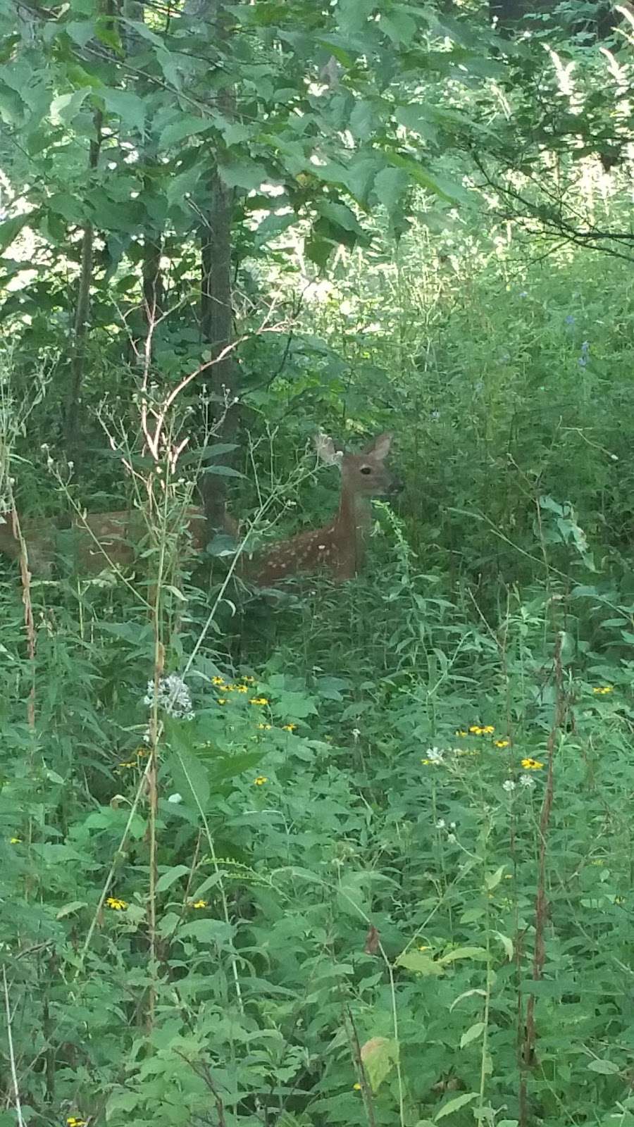 Norris Woods Nature Preserve | St. Charles, IL 60174