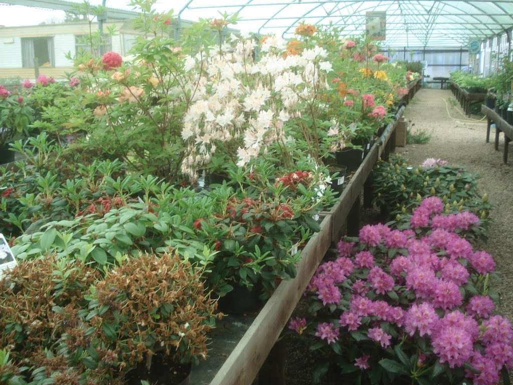 Plants N Gardens | Eastbourne Rd, Newchapel, Lingfield RH7 6LF, UK | Phone: 01342 833911