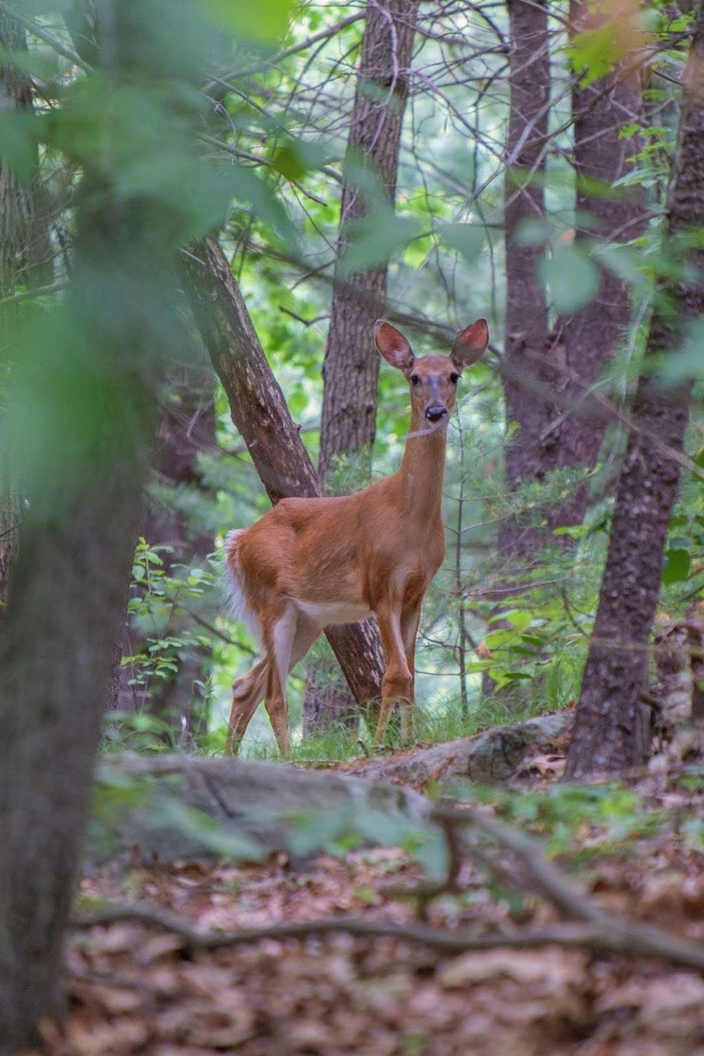 Doublet Hill Conservation Area | Weston, MA 02493, USA