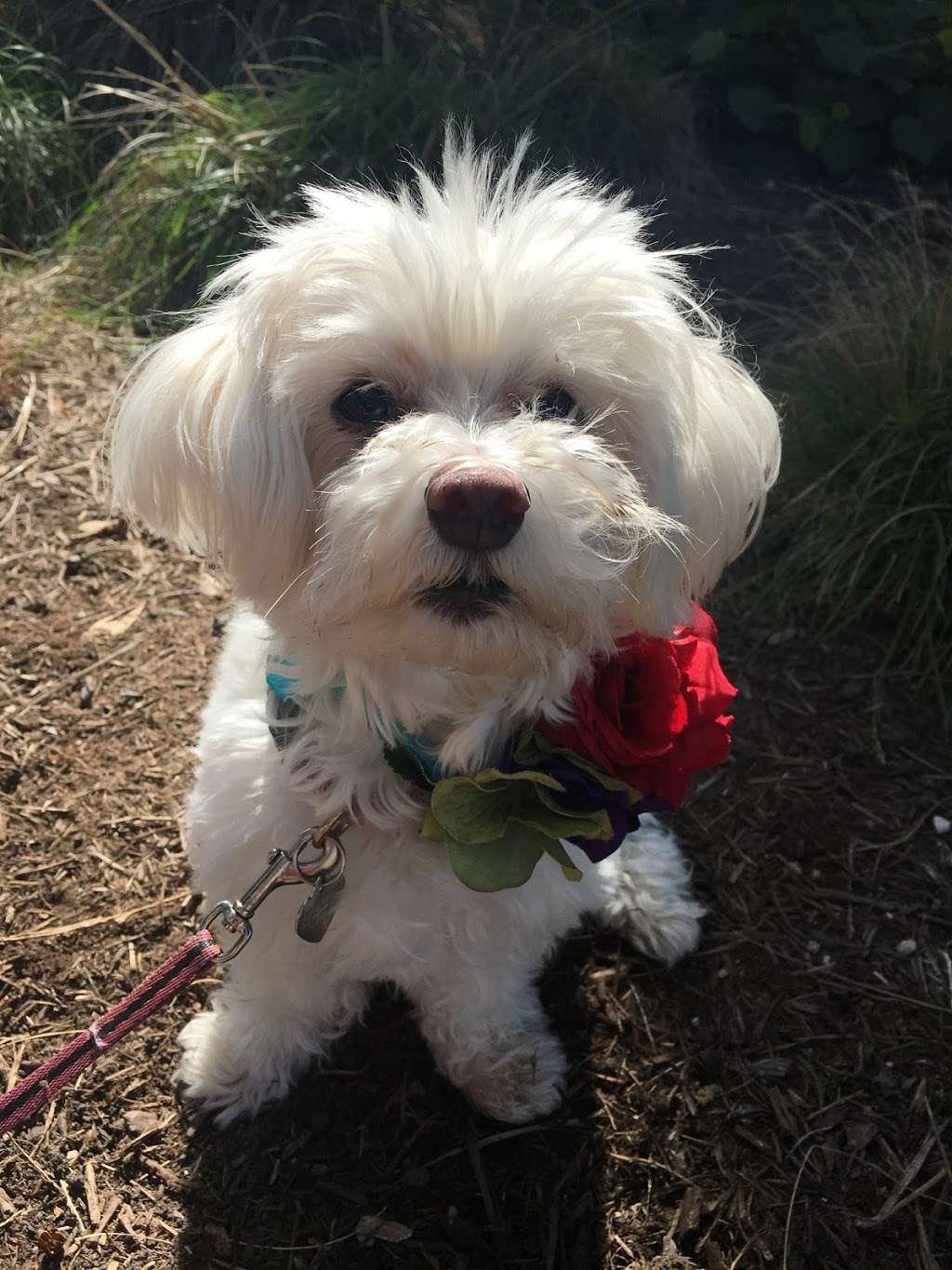 Happy Paws Fit & Sit | 6922 Elusive Pass, San Antonio, TX 78233, USA | Phone: (210) 560-3461