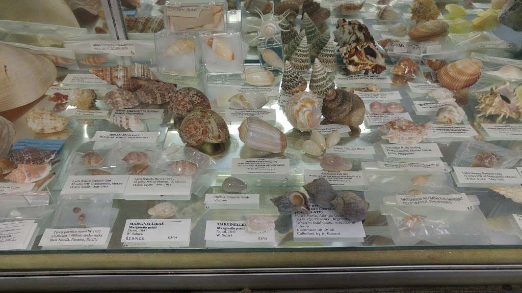 Discovery Seashell Museum | 2721 Asbury Ave, Ocean City, NJ 08226, USA | Phone: (609) 398-2316