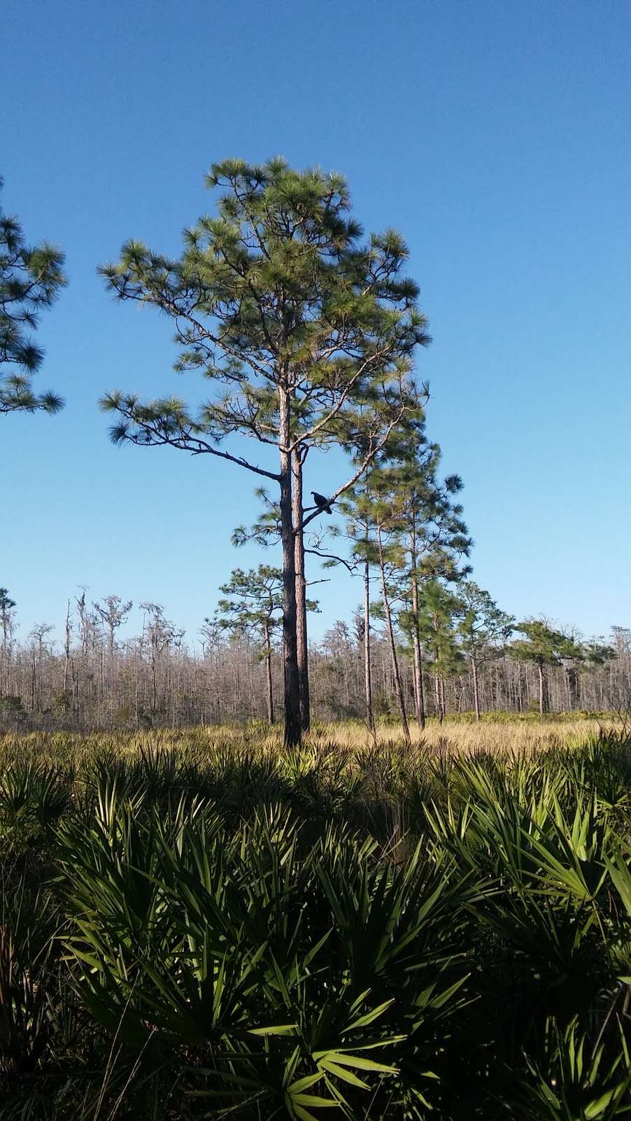 Triple N Ranch Wildlife Management Area | Callahan, FL 32011 | Phone: (352) 732-1225