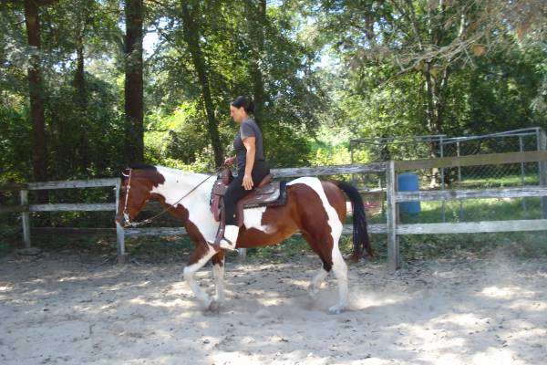 Lazy Hollow Farm horse training, lessons | 25229 Hufsmith Cemetery Rd, Tomball, TX 77375, USA | Phone: (832) 257-6642