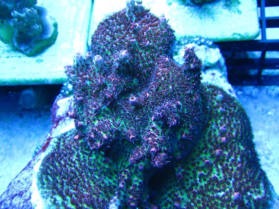 Prestige Worldwide Corals | 8019 NW 23rd St, Oklahoma City, OK 73127, USA | Phone: (405) 603-2636