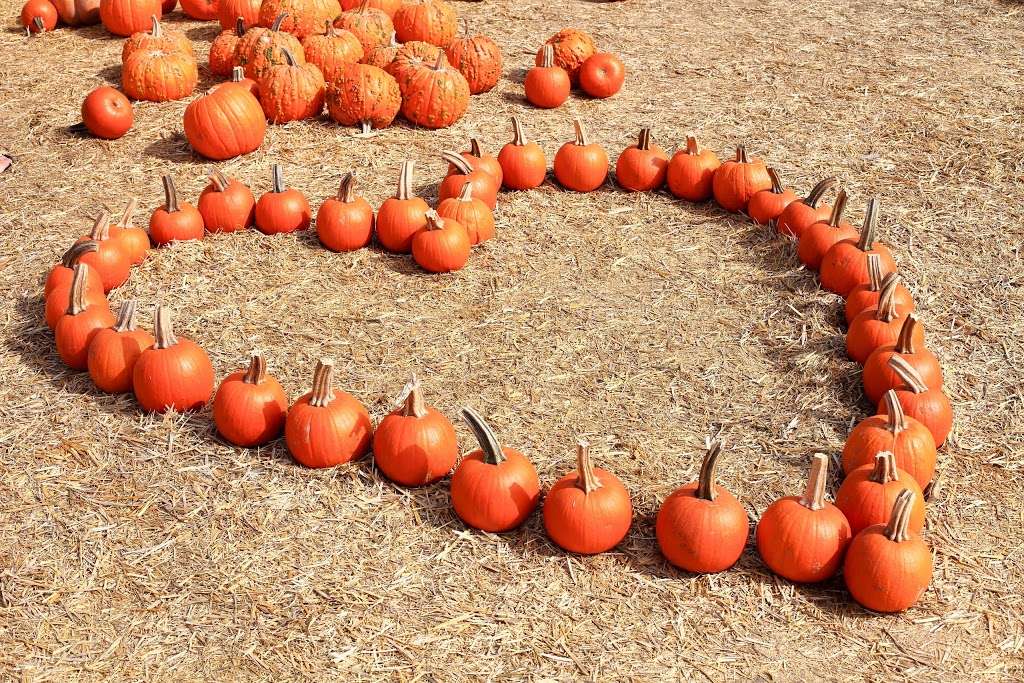 Johnson Brothers Pumpkin Patch and Christmas Tree Lot | 15500 Jeffrey Rd, Irvine, CA 92618 | Phone: (714) 891-7456