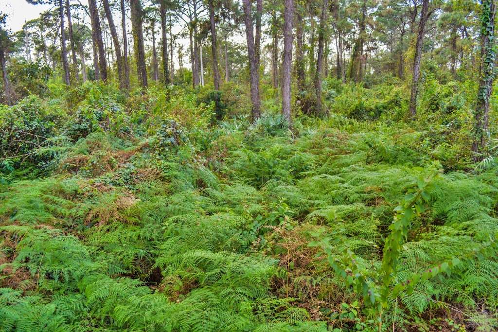 Tall Cypress Natural Area | 3700 Turtle Run Blvd, Coral Springs, FL 33065, USA | Phone: (954) 357-5100